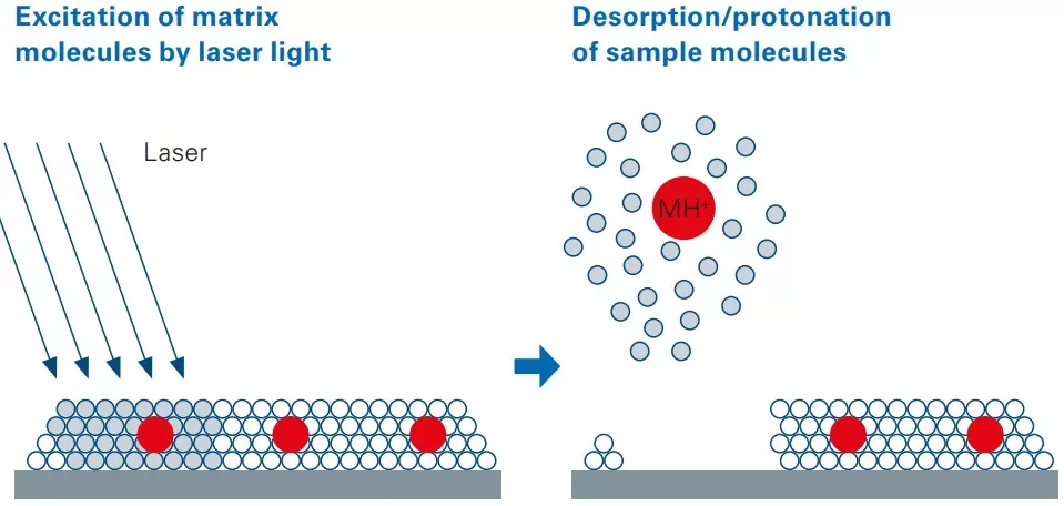 MALDI imaging schematic